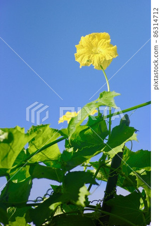 Loofah flowers 86314712