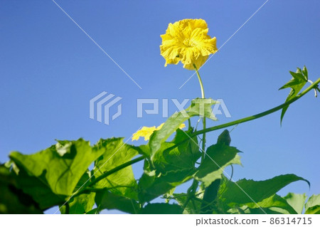 Loofah flowers 86314715