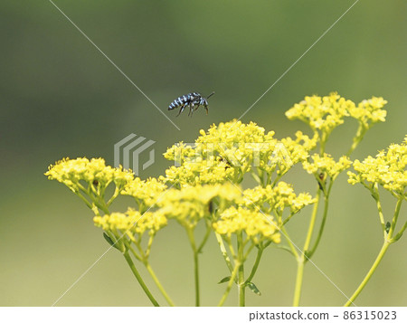 Blue Bee Blue Bee 86315023