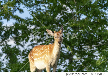Deer at Tsubetsu Pass Hokkaido Deer at Tsubetsu Pass Hokkaido 86315035