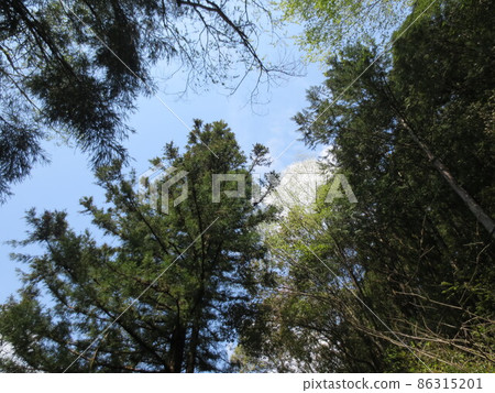 仰望鄉村森林的天空 86315201