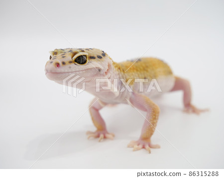 Leopard gecko Leopard gecko 86315288