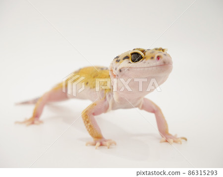 Leopard gecko Leopard gecko 86315293