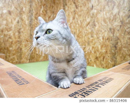 Munchkin leaning forward 86315406