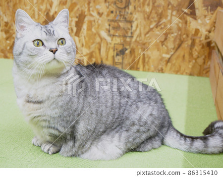 One sitting munchkin One sitting munchkin 86315410