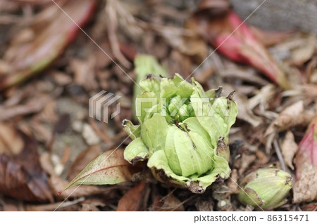 Fukinoenna Fukinoenna 86315471