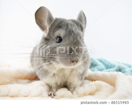 Curly chinchilla best sale