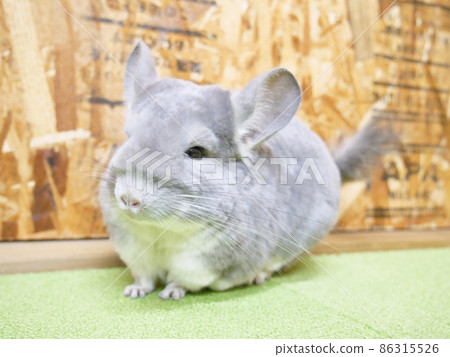 A little chinchilla A little chinchilla 86315526