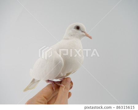 Gimbat in the hand 86315615