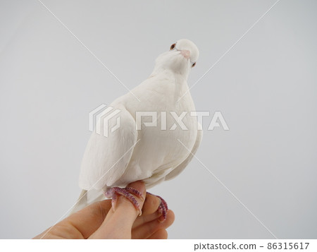 Gimbat in the hand Gimbat in the hand 86315617