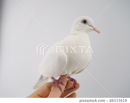 Gimbat in the hand Gimbat in the hand 86315619