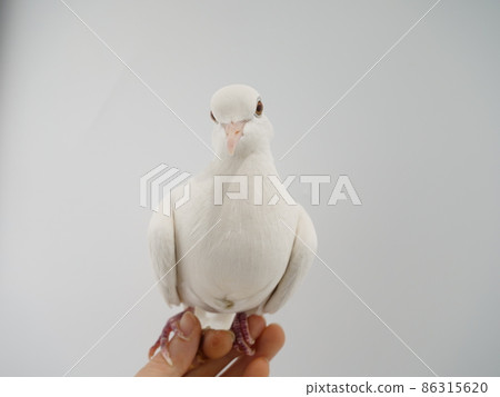 Gimbat in the hand 86315620