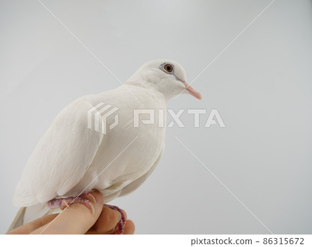 Gimbat in the hand Gimbat in the hand 86315672