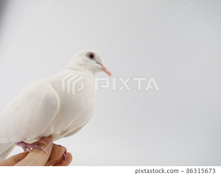 Gimbat in the hand Gimbat in the hand 86315673