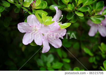 Azalea 86315706
