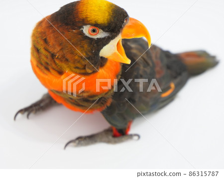 暗色的鸚鵡向後鳴叫 暗色的鸚鵡向後鳴叫 86315787