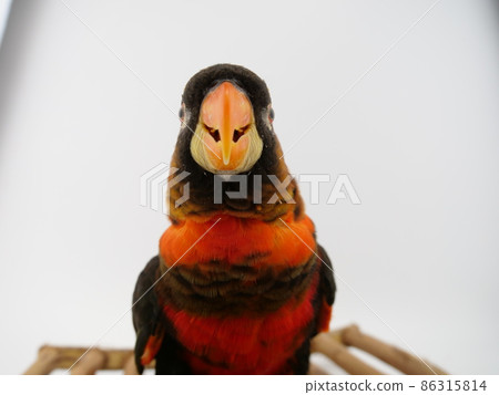 Dusky lory Dusky lory 86315814