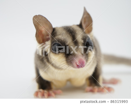 Fukuromomonga 86315993