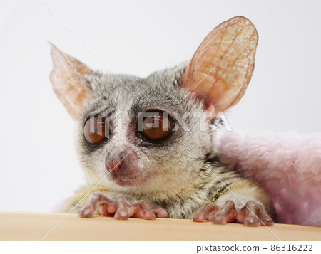 布什寶寶有一個可愛的小費 布什寶寶有一個可愛的小費 86316222