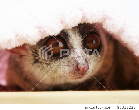 Senegal bushbaby covered with a blanket Senegal bushbaby covered with a blanket 86316223