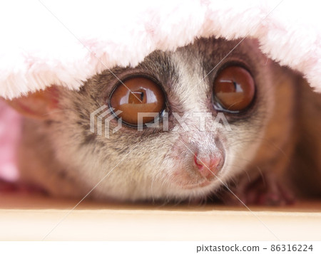 Bush baby with blanket 86316224