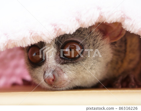 Senegal bushbaby peeking 86316226