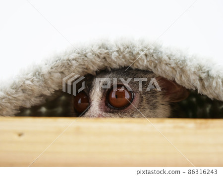 布什嬰兒從毯子和木箱之間的縫隙裡偷看 86316243