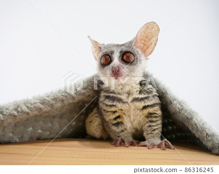 Senegal bushbaby coming out of the blanket Senegal bushbaby coming out of the blanket 86316245