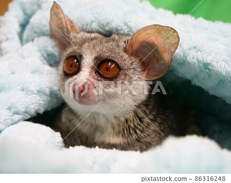 Senegal bushbaby staring Senegal bushbaby staring 86316248
