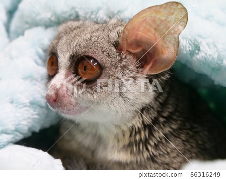 Senegal bushbaby embarking on 86316249
