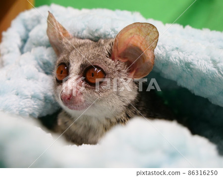 被小毛巾包圍的布什嬰兒 86316250