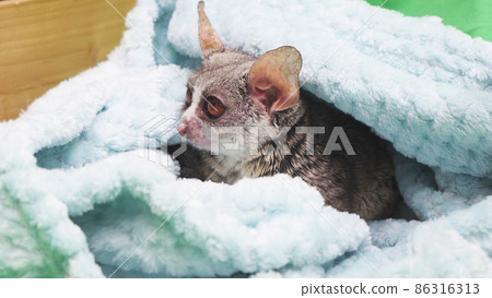 Bush baby hidden in a blanket 86316313