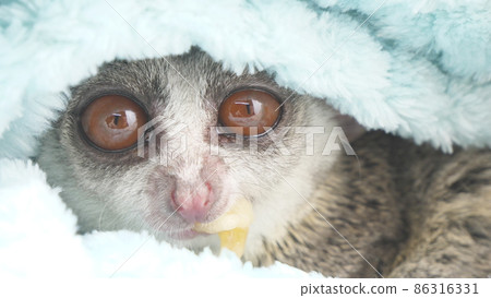 Bush baby hiding and eating bananas 86316331