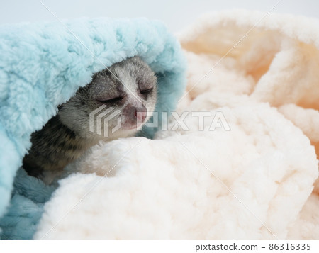 Bush baby with blanket Bush baby with blanket 86316335