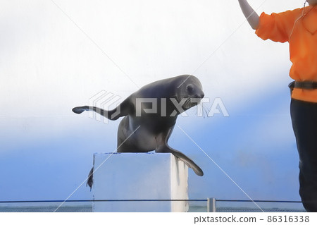 海獅在品川水族館海獅表演中的問候 海獅在品川水族館海獅表演中的問候 86316338