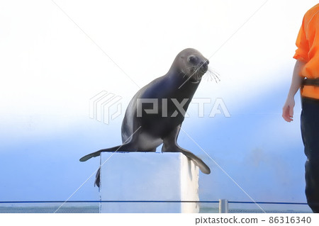 海獅在品川水族館海獅表演中的問候 海獅在品川水族館海獅表演中的問候 86316340