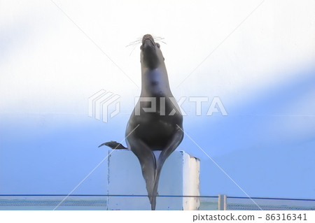 海獅在品川水族館海獅表演中的問候 海獅在品川水族館海獅表演中的問候 86316341
