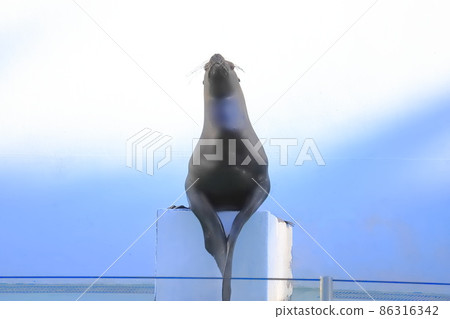 海獅在品川水族館海獅表演中的問候 海獅在品川水族館海獅表演中的問候 86316342