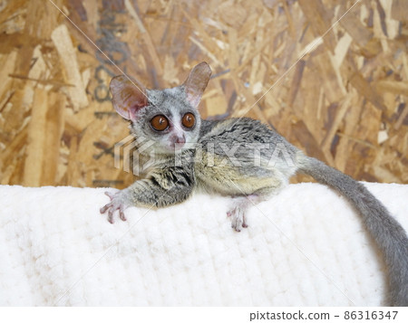 Bush baby clinging Bush baby clinging 86316347