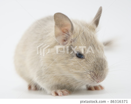 鼻子是黑色的，看起來像小偷德谷 86316371