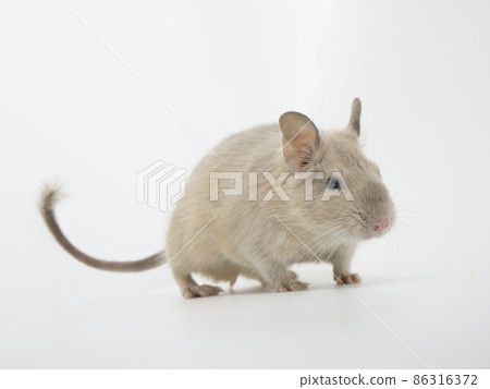 具有不尋常色調的德古 86316372