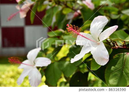 夏威夷的假期 夏威夷的假期 86316390