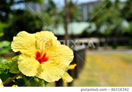 夏威夷的假期 夏威夷的假期 86316392
