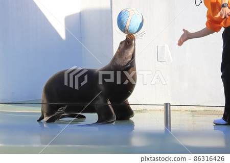 品川水族館海獅打籃球 品川水族館海獅打籃球 86316426
