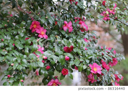 Sasanqua tree Sasanqua tree 86316440