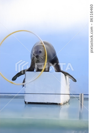 品川水族館 海獅表演 海獅轉呼啦圈 86316460