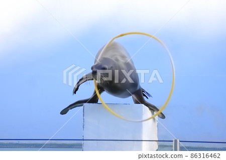 品川水族館 海獅表演 海獅轉呼啦圈 86316462