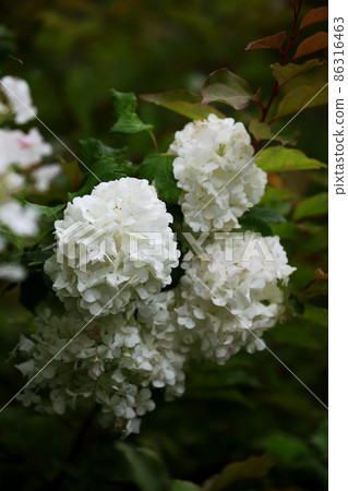 Temari Kamboku 86316463