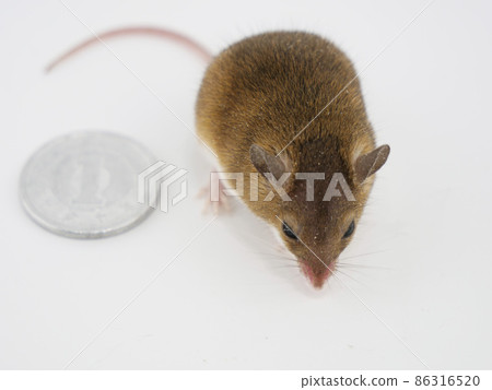 Comparison of African Chibi Rats and 1-yen coins 86316520