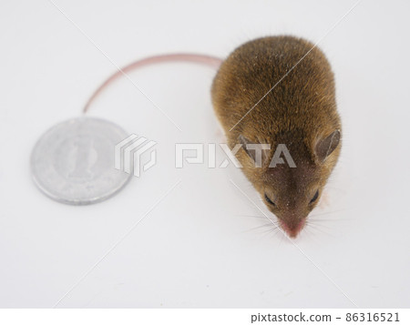 Comparison of African Chibi Rats and 1-yen coins Comparison of African Chibi Rats and 1-yen coins 86316521